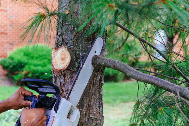 Best Tree Maintenance Programs  in Lake St Louis, MO